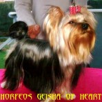 Horfeo´s Geisha Of Heart